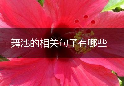 舞池的相关句子有哪些