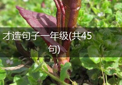 才造句子一年级(共45句)