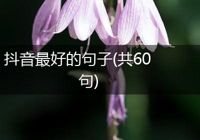 抖音最好的句子(共60句)
