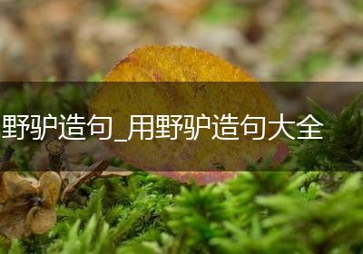 野驴造句_用野驴造句大全