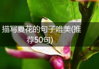 描写夏花的句子唯美(推荐50句)