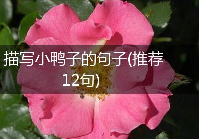 描写小鸭子的句子(推荐12句)