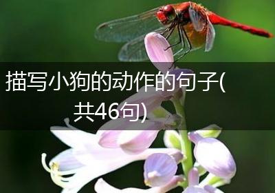 描写小狗的动作的句子(共46句)
