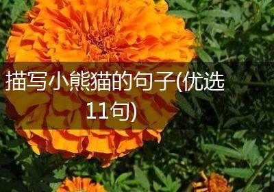 描写小熊猫的句子(优选11句)