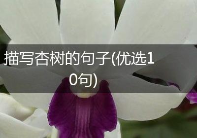 描写杏树的句子(优选10句)