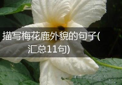描写梅花鹿外貌的句子(汇总11句)