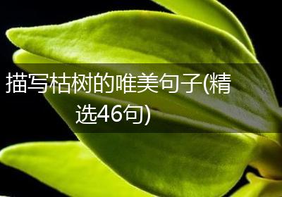描写枯树的唯美句子(精选46句)