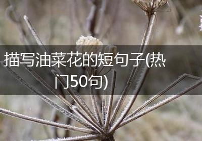 描写油菜花的短句子(热门50句)