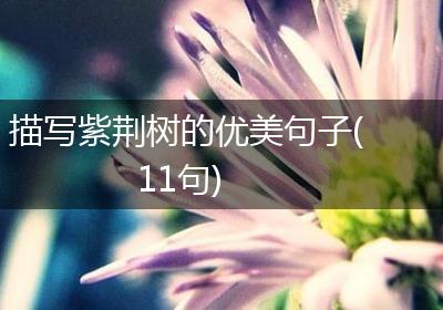 描写紫荆树的优美句子(11句)