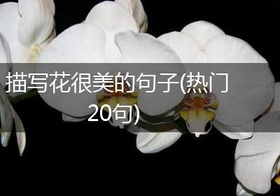 描写花很美的句子(热门20句)