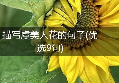 描写虞美人花的句子(优选9句)