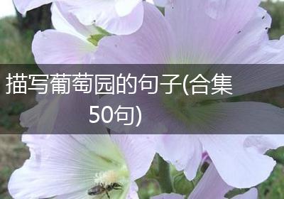 描写葡萄园的句子(合集50句)