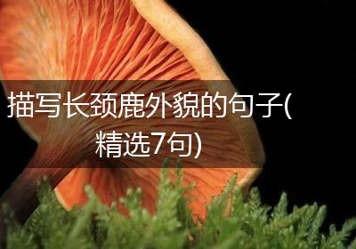 描写长颈鹿外貌的句子(精选7句)