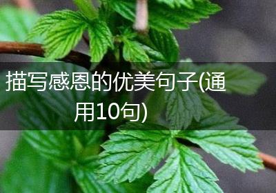 描写感恩的优美句子(通用10句)