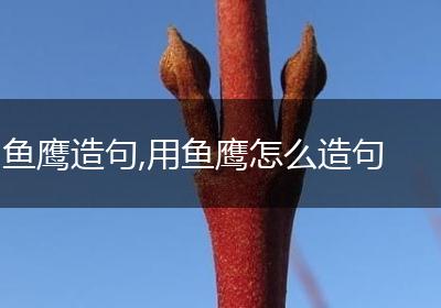 鱼鹰造句,用鱼鹰怎么造句