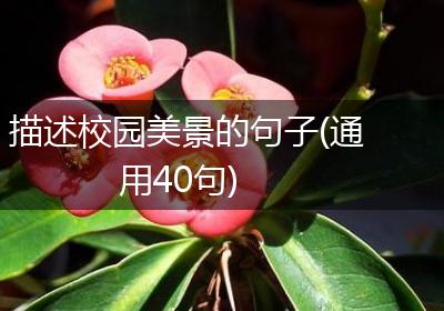 描述校园美景的句子(通用40句)