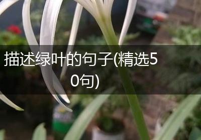 描述绿叶的句子(精选50句)