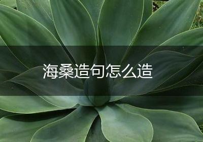 海桑造句怎么造