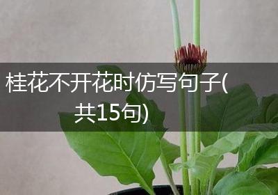 桂花不开花时仿写句子(共15句)