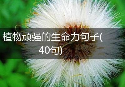 植物顽强的生命力句子(40句)