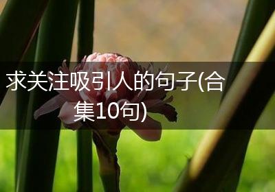 求关注吸引人的句子(合集10句)