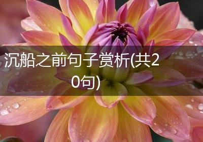 沉船之前句子赏析(共20句)