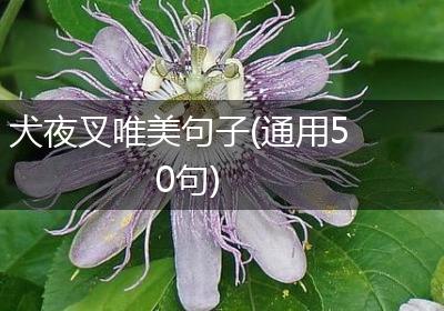 犬夜叉唯美句子(通用50句)