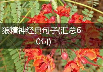 狼精神经典句子(汇总60句)