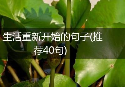 生活重新开始的句子(推荐40句)