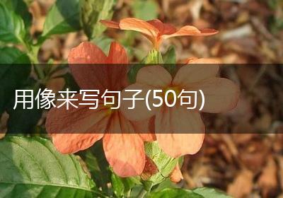 用像来写句子(50句)