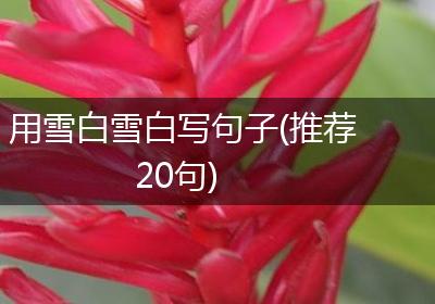 用雪白雪白写句子(推荐20句)