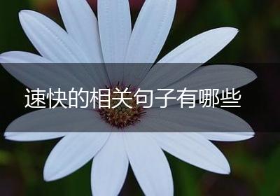 速快的相关句子有哪些