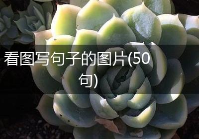 看图写句子的图片(50句)