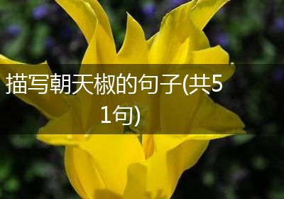 描写朝天椒的句子(共51句)