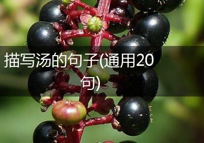 描写汤的句子(通用20句)