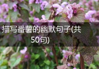 描写番薯的幽默句子(共50句)
