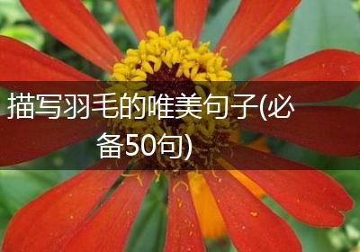 描写羽毛的唯美句子(必备50句)