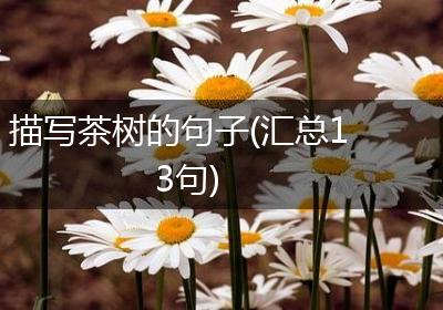 描写茶树的句子(汇总13句)