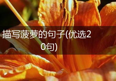 描写菠萝的句子(优选20句)