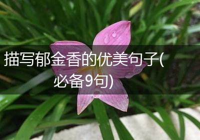 描写郁金香的优美句子(必备9句)