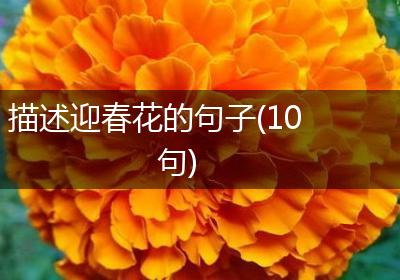 描述迎春花的句子(10句)
