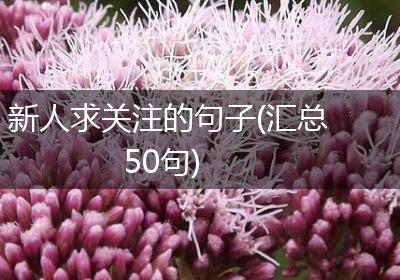 新人求关注的句子(汇总50句)