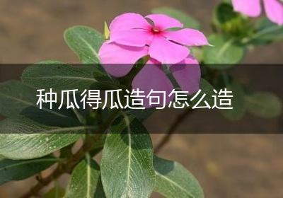 种瓜得瓜造句怎么造