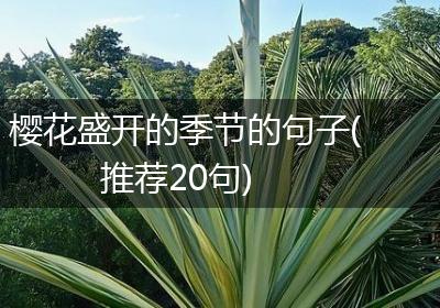 樱花盛开的季节的句子(推荐20句)