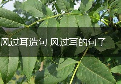 风过耳造句 风过耳的句子