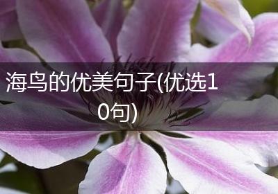 海鸟的优美句子(优选10句)