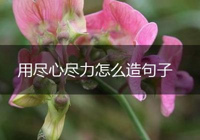 用尽心尽力怎么造句子