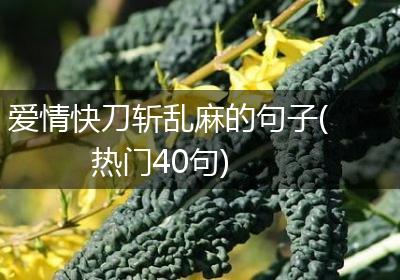 爱情快刀斩乱麻的句子(热门40句)