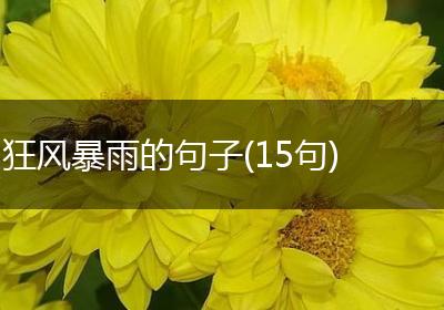 狂风暴雨的句子(15句)
