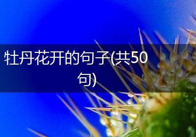 牡丹花开的句子(共50句)